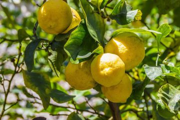Les miracles du citron, un fruit à tout faire : en voici 44 utilisations!