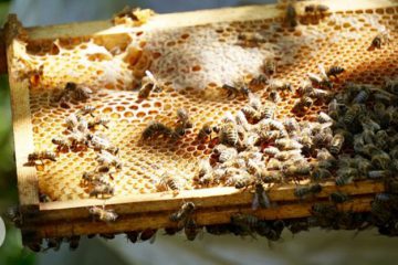 Ce miel brut tue tous les types de bactéries que les scientifiques pourraient lui soumettre