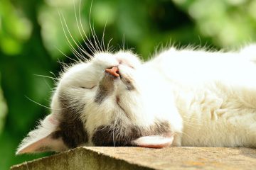 Les chats sont experts en ronron thérapie et caresses antistress