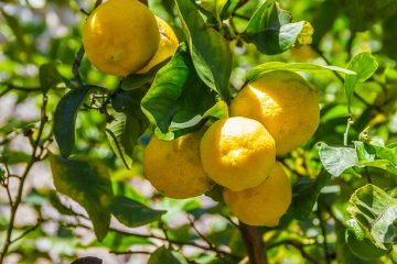 VRAI OU FAUX ? Sept idées reçues sur les bienfaits du citron