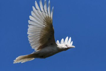 Les observations de corbeaux blancs maintiennent le mystère de l’île de Vancouver