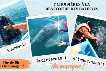 QUELQUES HEURES RESTANTES POUR LE 50% – 7 croisières avec les Baleines Grises au Mexique !!