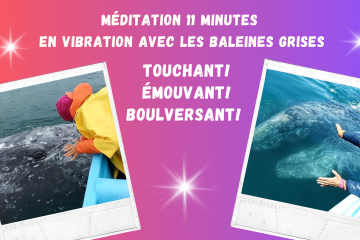 Méditation 11 minutes avec les BALEINES GRISES